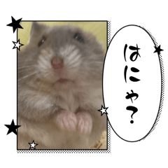 hrmhamu_20260501210112