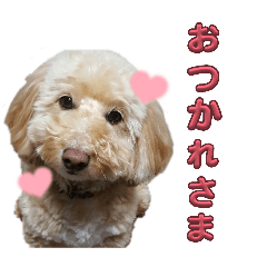 tanaka_20260501210156