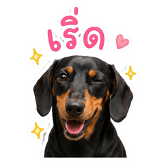 Dobby the Dachshund