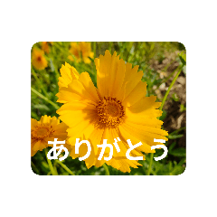 ikoi-smile stamp_20260501205633