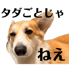 Kumagai_20260501211044