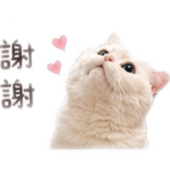 蛋ㄉ生活用語