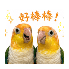 吉米圓泥日常