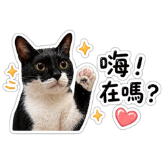 寶寶小貓