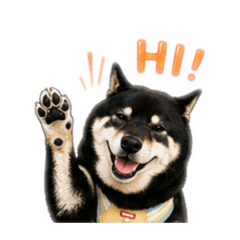 lulu shiba