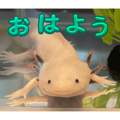 uparupa_20260501215600