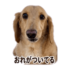 gokundes