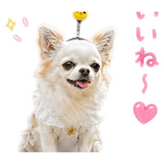 tarohana_20260501225031