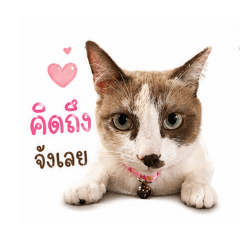 phitcha shop_20260428093935