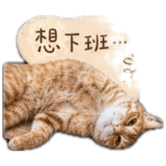Cooper生活用語