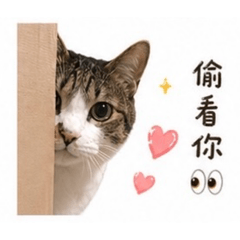 貓咪小劇場