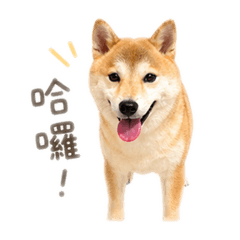 糖糖公主日常