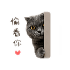 喵喵喵喵喵喵～