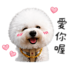Bichon狗蛋