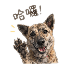 汪！陪你聊天的虎斑犬
