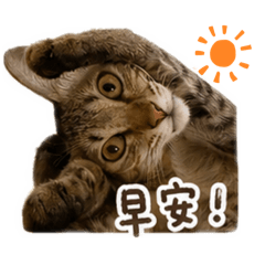火雞喵的日常