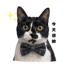 Jinger cat