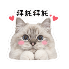 布偶貓Bella（1）