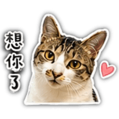 Momoㄉ實用貼圖