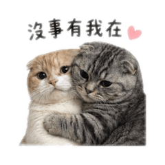 四隻笨貓咪