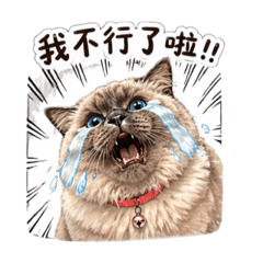 葉招財 太難了
