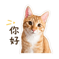 楊家の咪嚕