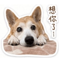 是抖抖