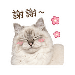 布偶貓Bella
