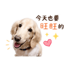哈弟狗狗