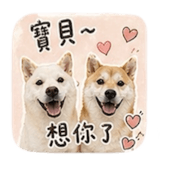 灰の情侶日常