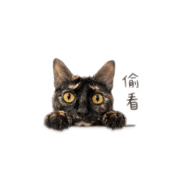 綜合喵