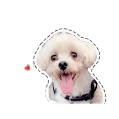 黃QQ 小天使