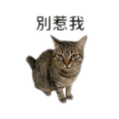 我是虎斑貓