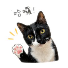 阿寶ㄉ日常用語