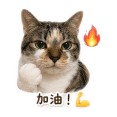 芸芸家的咪咪公主