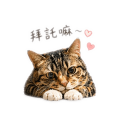 撒嬌的咪咪醬