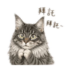 緬因貓 萊恩