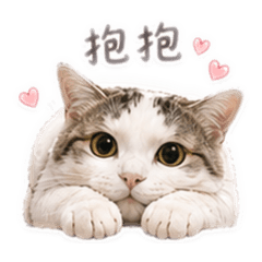戀愛撒嬌貓