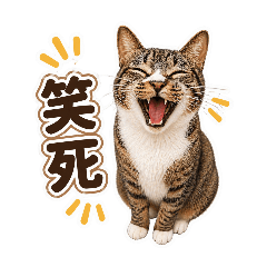 我是一隻HOYA貓貓