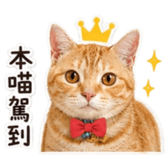 10阿肥