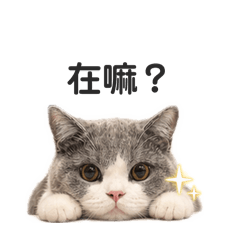 喵小郎的日常