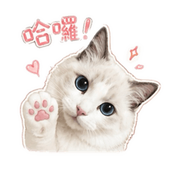 茉小妮 布偶貓