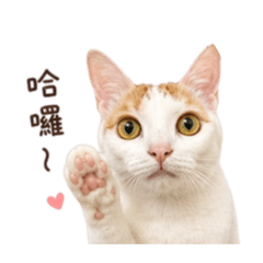 八嚕嚕