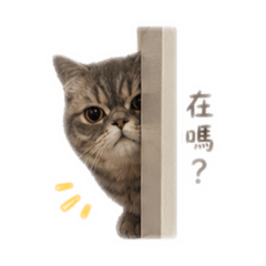 芝麻小胖ㄗ♪(´ε｀ )