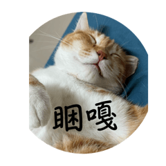 橘 sunny