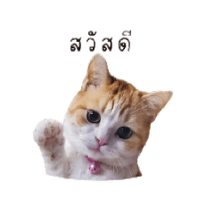 Bam014_20260429222210