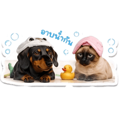 Dobby the Dachshund & Siamese cat