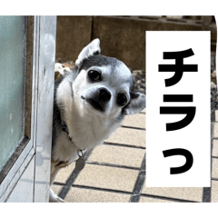 PINGJIN_20260501230726