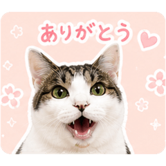 UZukIstamp