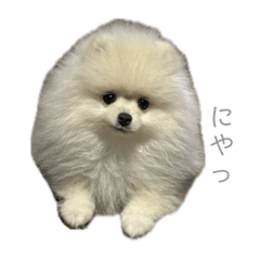 erico_20260502031313